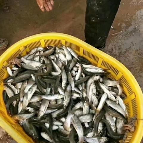 天津市静海区鱼苗批发基地