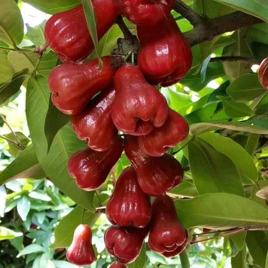 秦果果