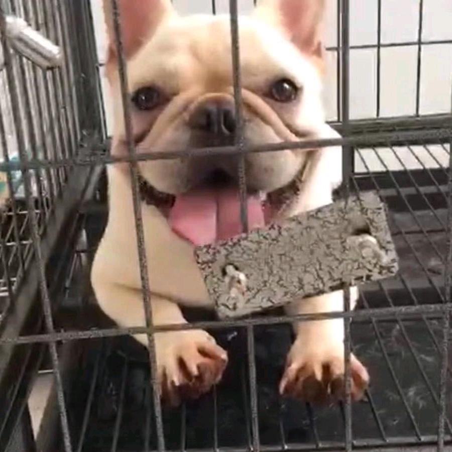 胖馒宠物工作室（买🐕私）