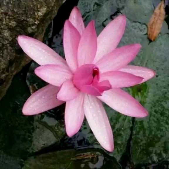 瑜伽仙子（纯草本养发）