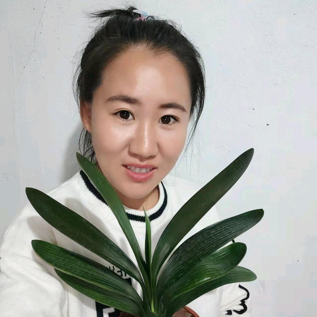 长春欣鑫君子兰小欣