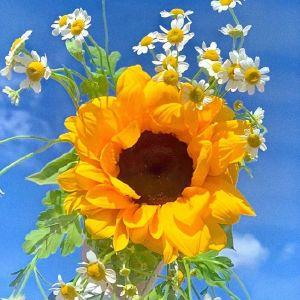 🌻向日葵🌈