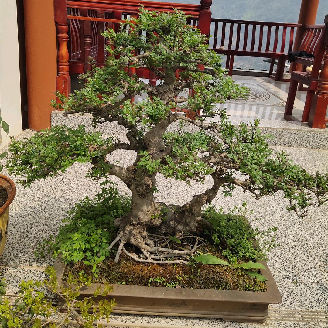 盛世王朝