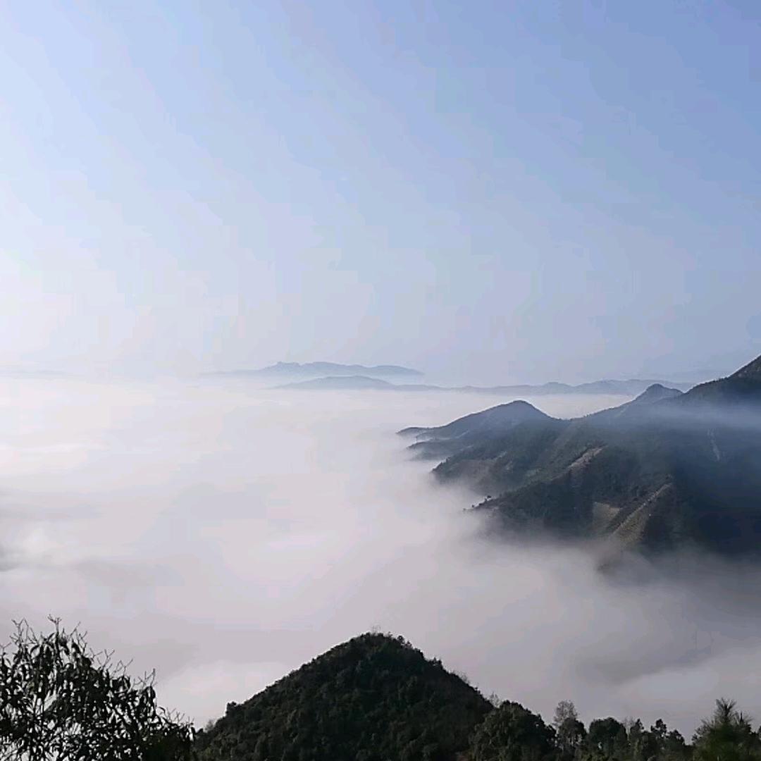 东海孤鸥