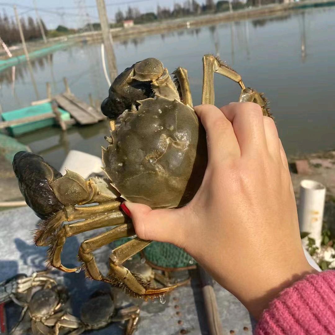 蟹蟹有我