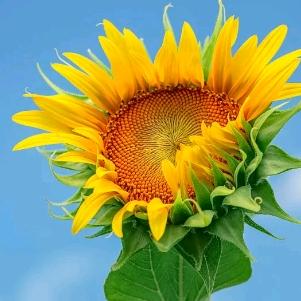 封丘城东老梁香行，定做鲜花💐花圈花篮