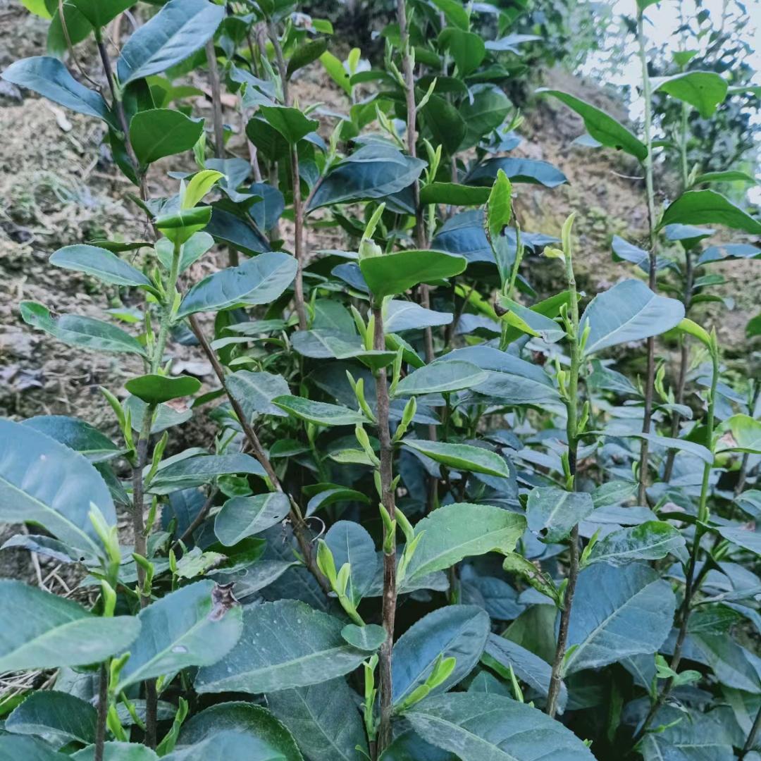 紫阳富硒茶