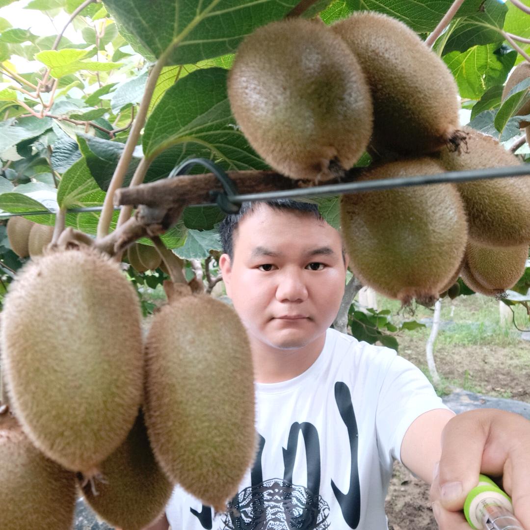 双富水果猕猴桃