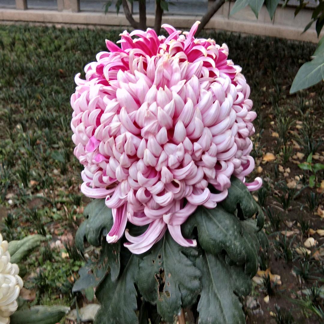 加油干