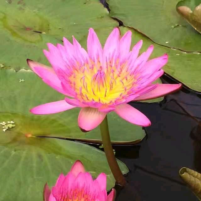 四季吉祥