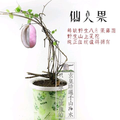 内乡县《八月炸》网红水果