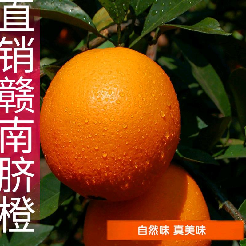 橙招代理