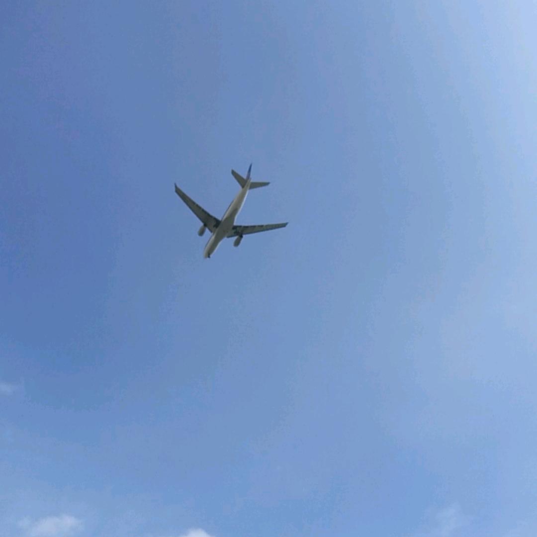 鹤  城