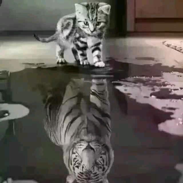 森淼