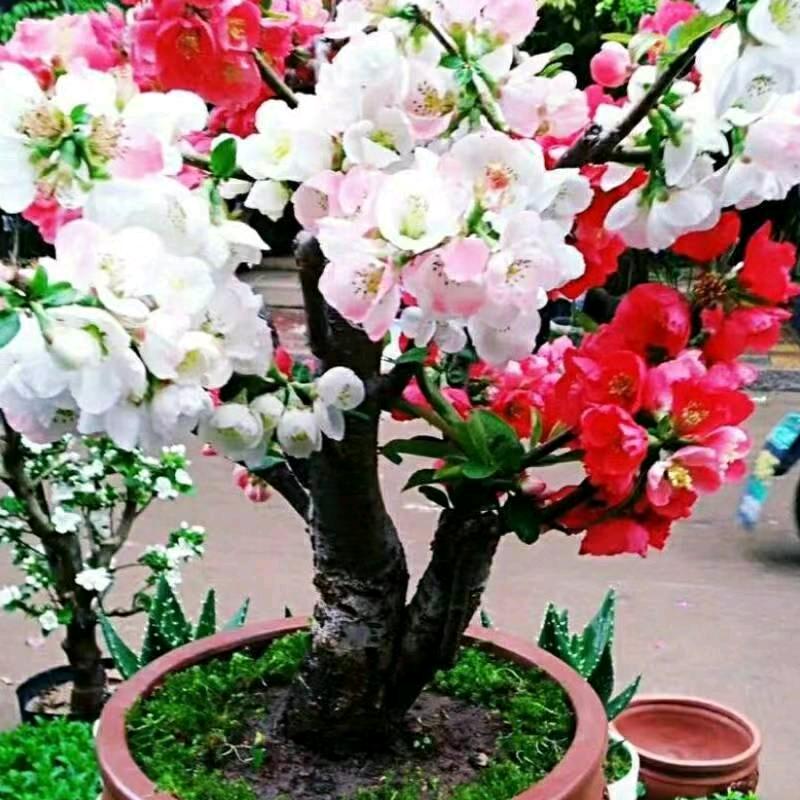 明天会更好