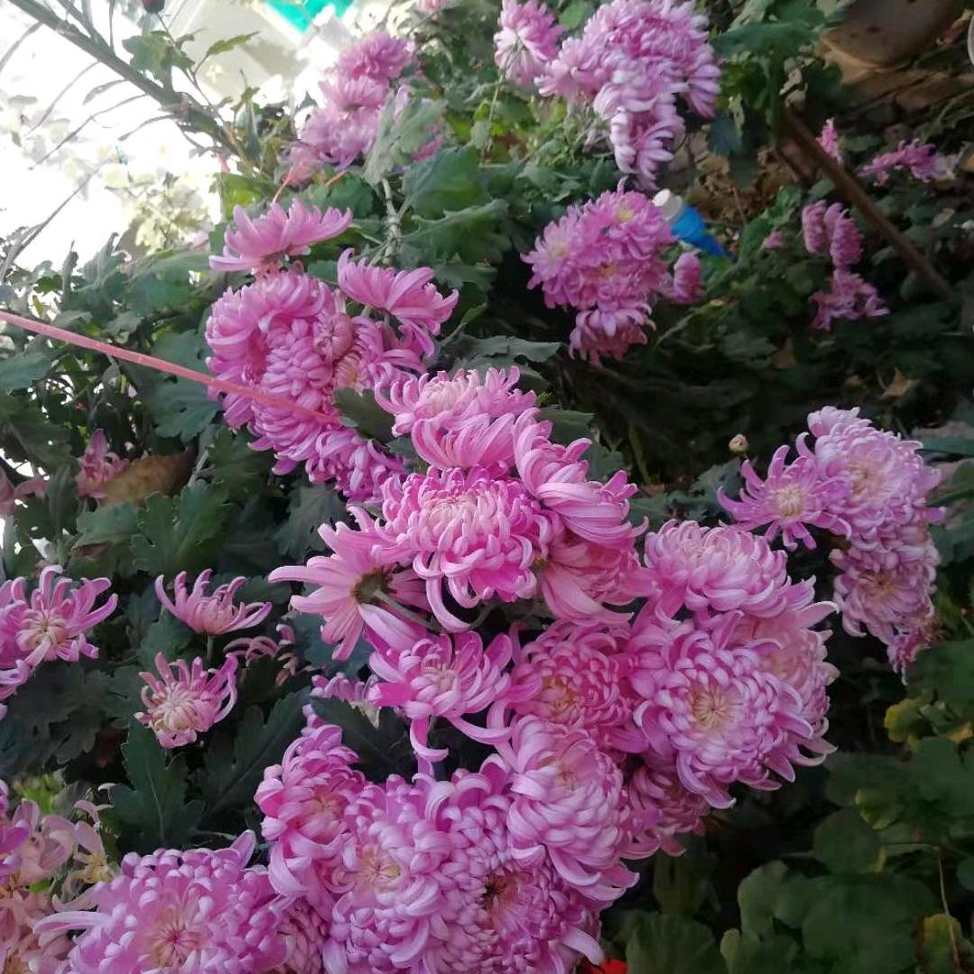 春暖花开