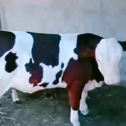 单家集牛市经济人马国