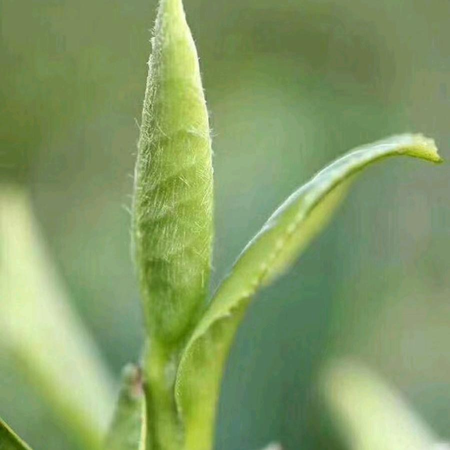 古树茶香