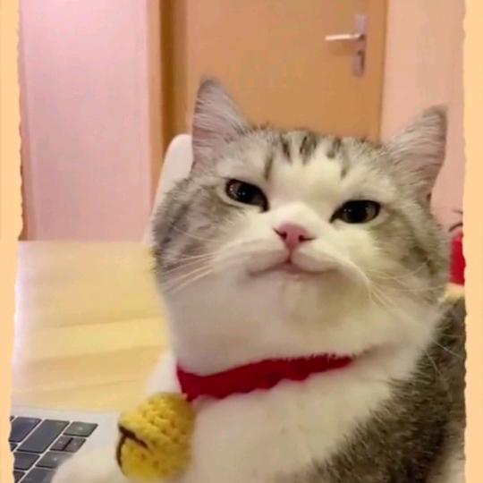 萌宠综艺