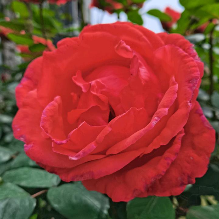 💞💞心想👠👠事成🌸🌸