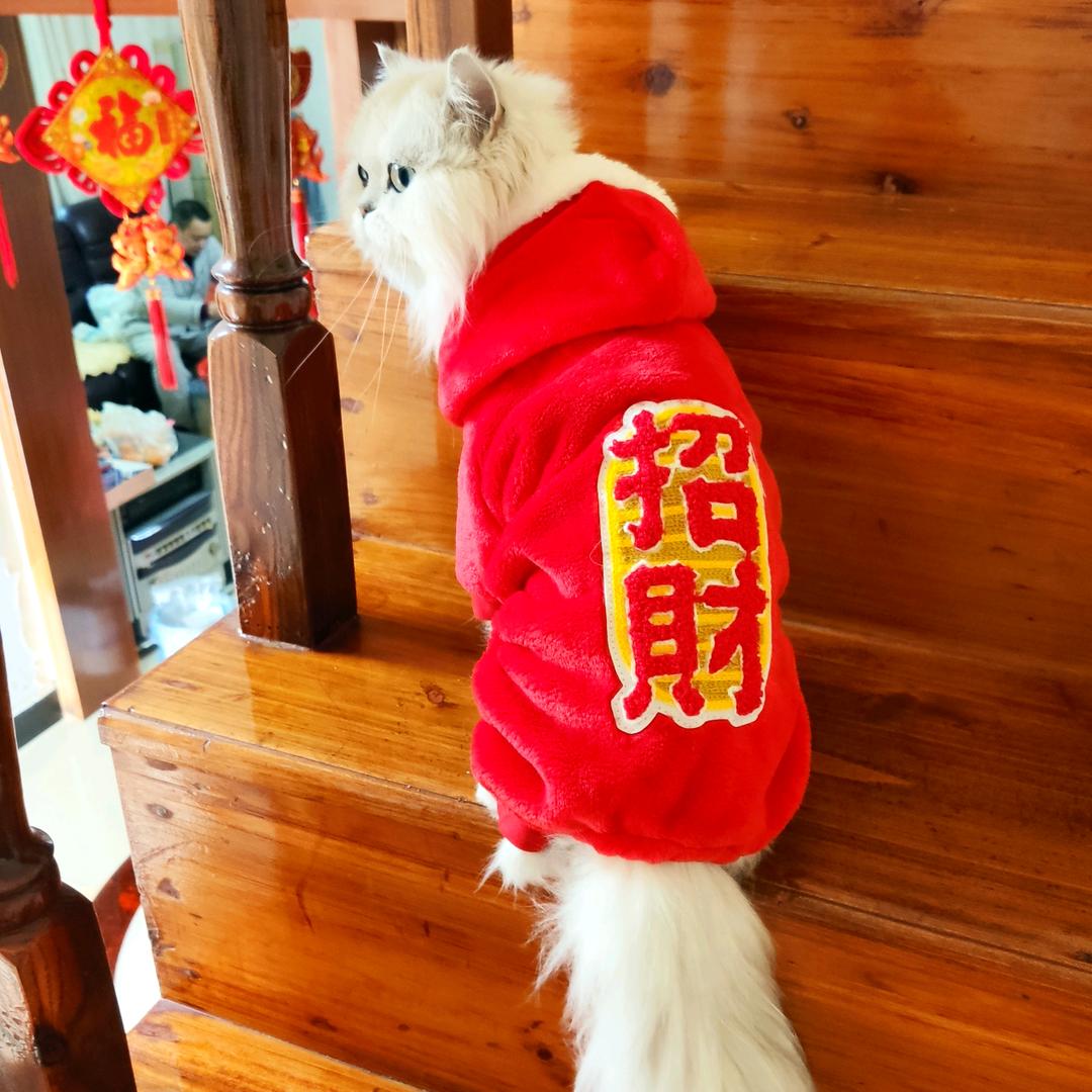 招财白猫