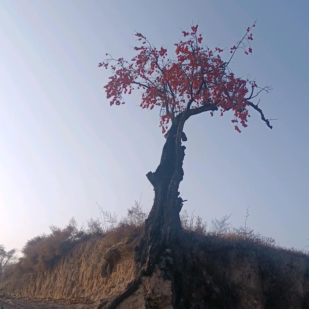 陕西倩深运输服务有限公司