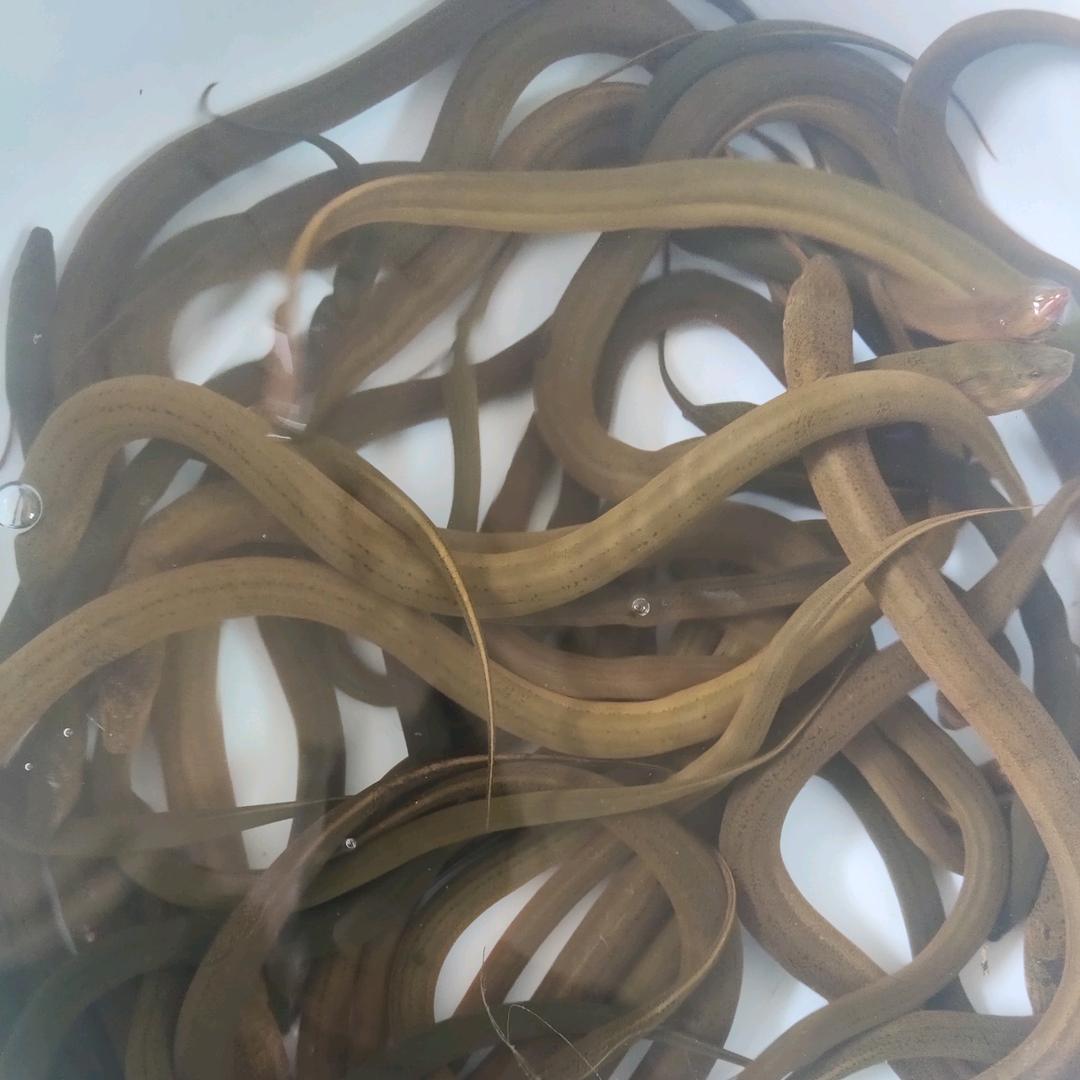 牵手.浙江抓黄鳝全能户外