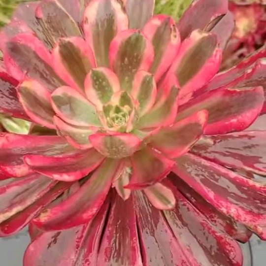 月光下的凤尾竹