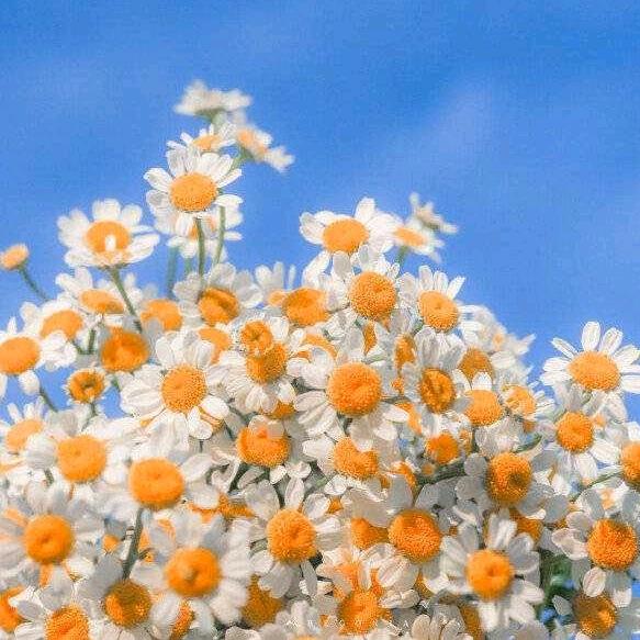 芯馨