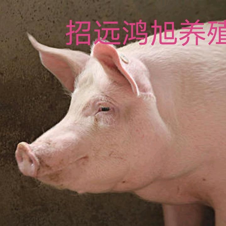招远鸿旭养殖
