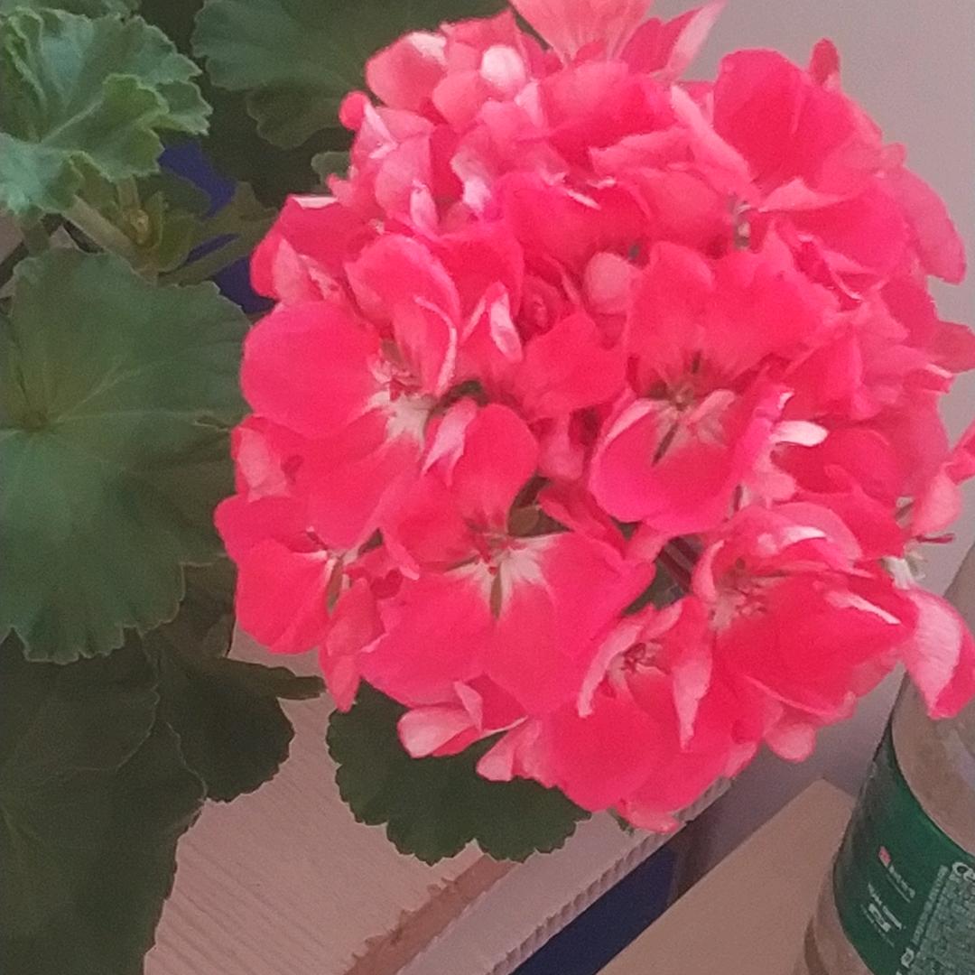 善仙缘