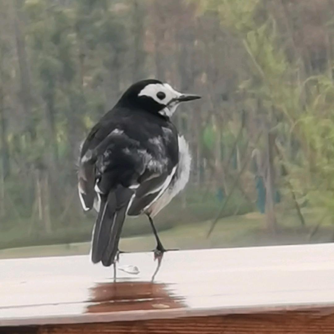 ٩๑滕٩๑王阁序