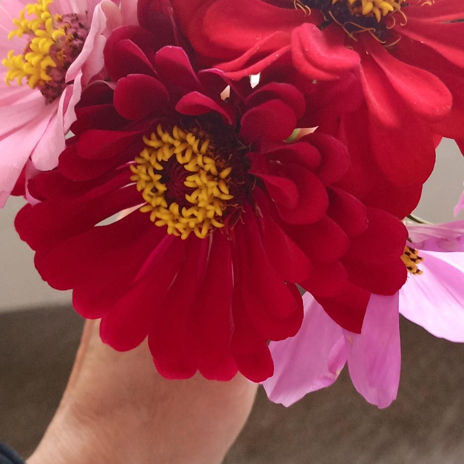 罗姐🌹🍀🌹💥🐍🌹🐍🍀🌷