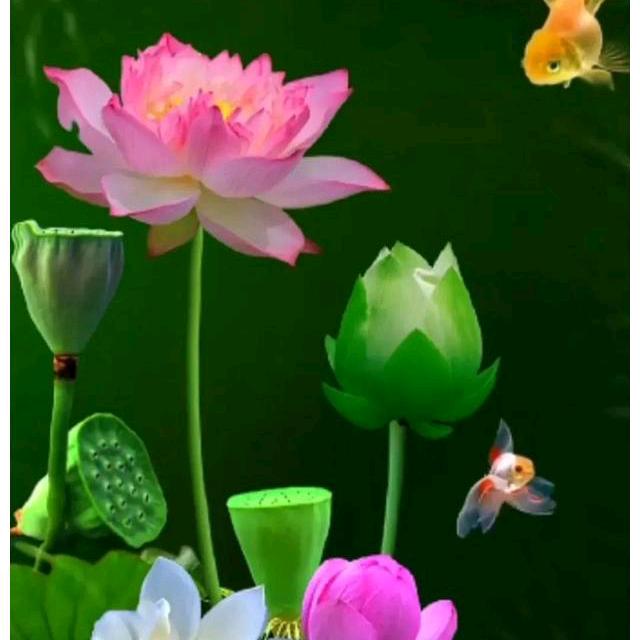 中国人寿何长花