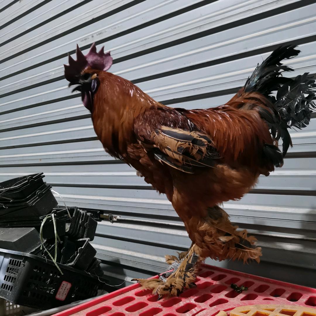 云南昆明发展禽业