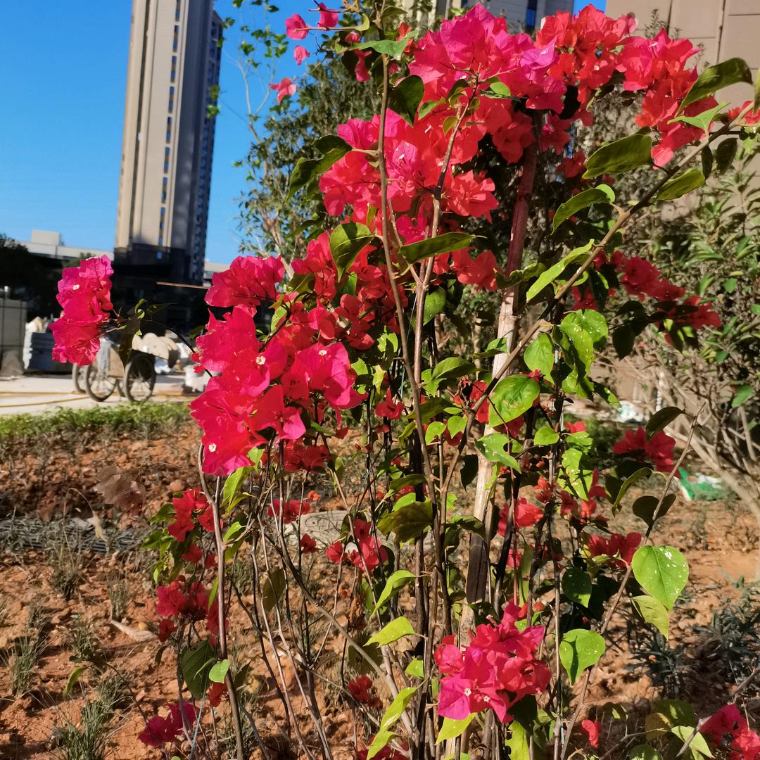 🌷好心晴🌷