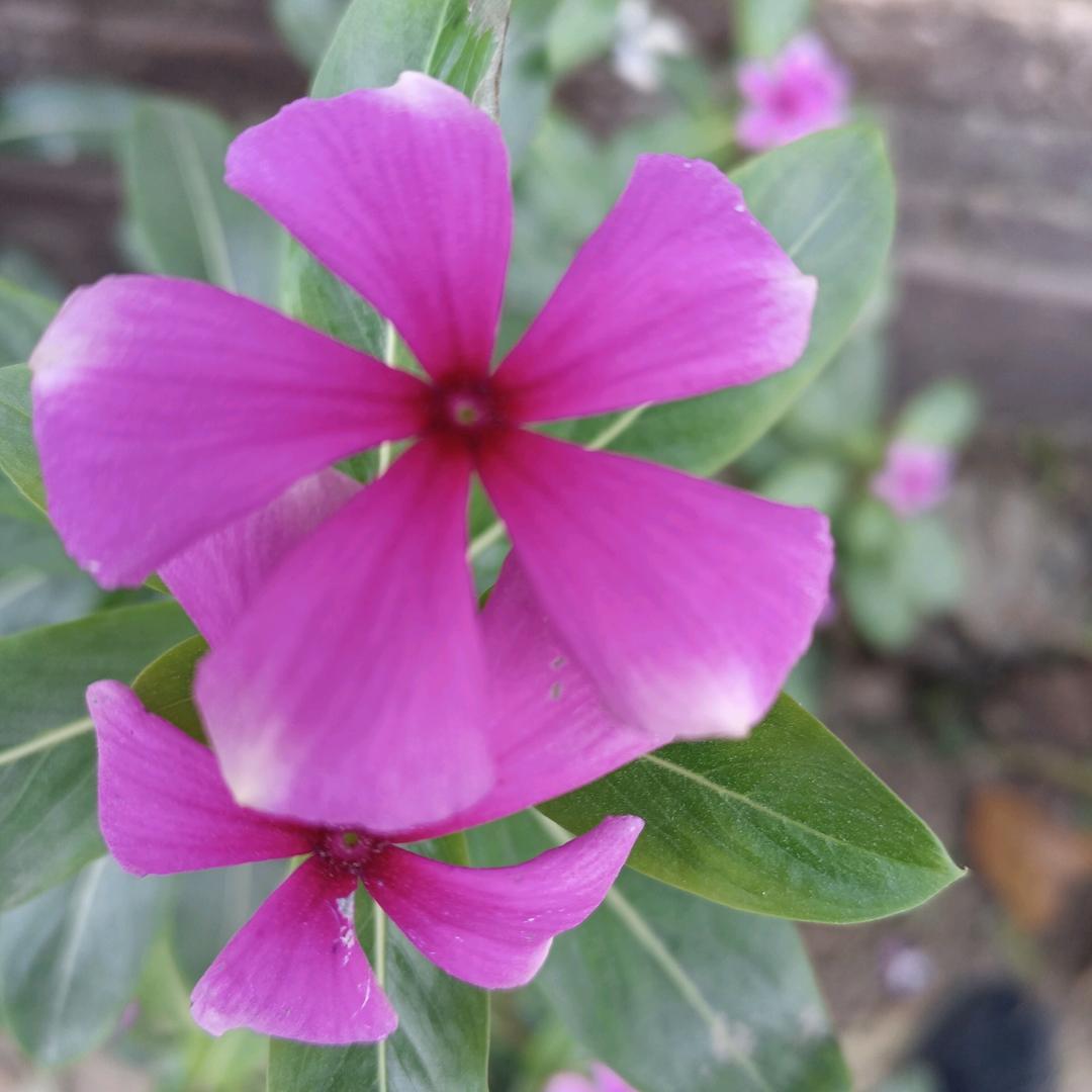 🍀真心换来是伤🍀