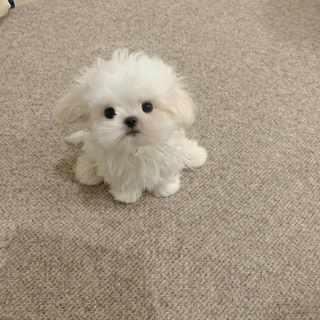 大彤彤彤彤彤彤