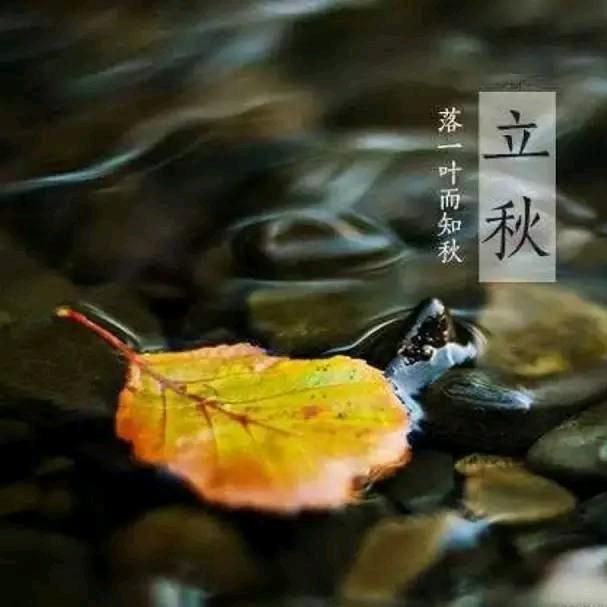 叶儿朵朵