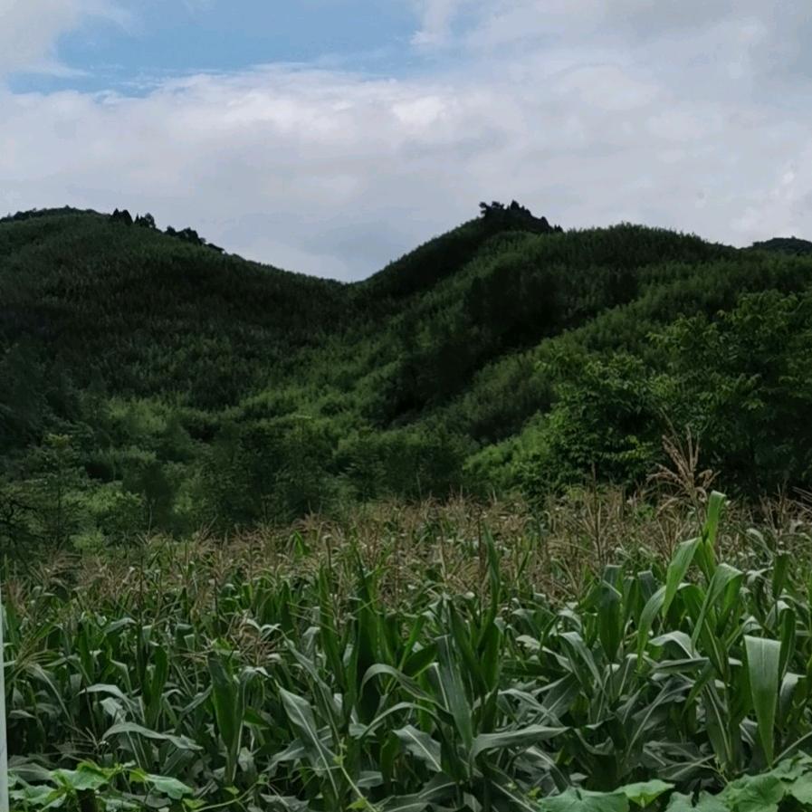 云淡风轻