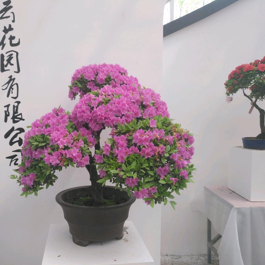 壮壮老祖