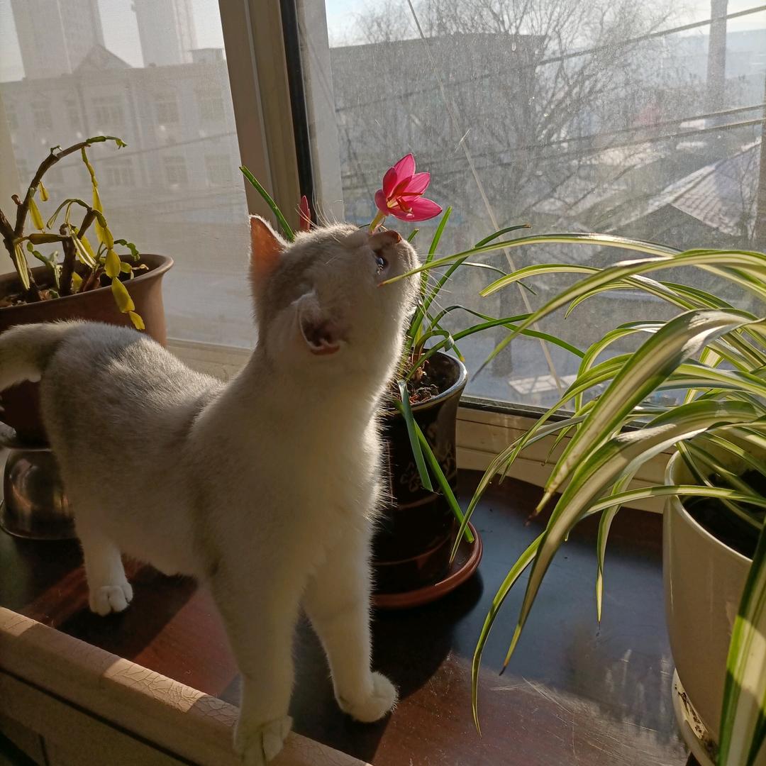 老房子和帅猫～