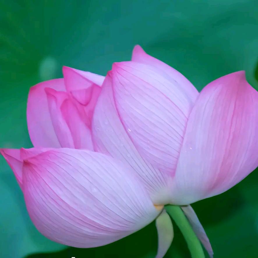 花开时候来看你。