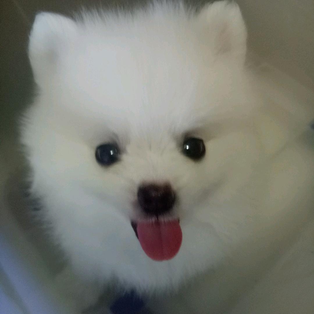 虫虫