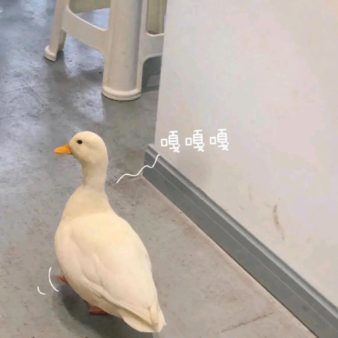 a赵大胆儿