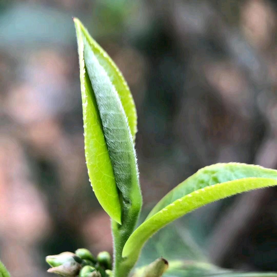 道听途说茶室