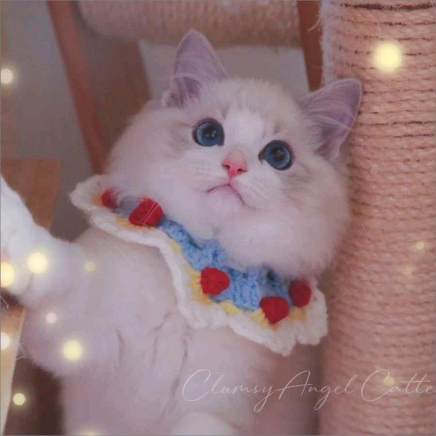 猫咪