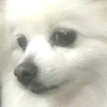 养猪我们是专业的