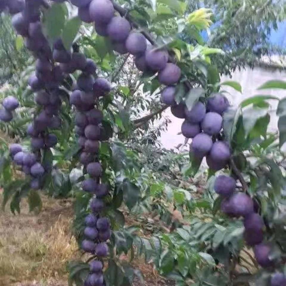 余泽明