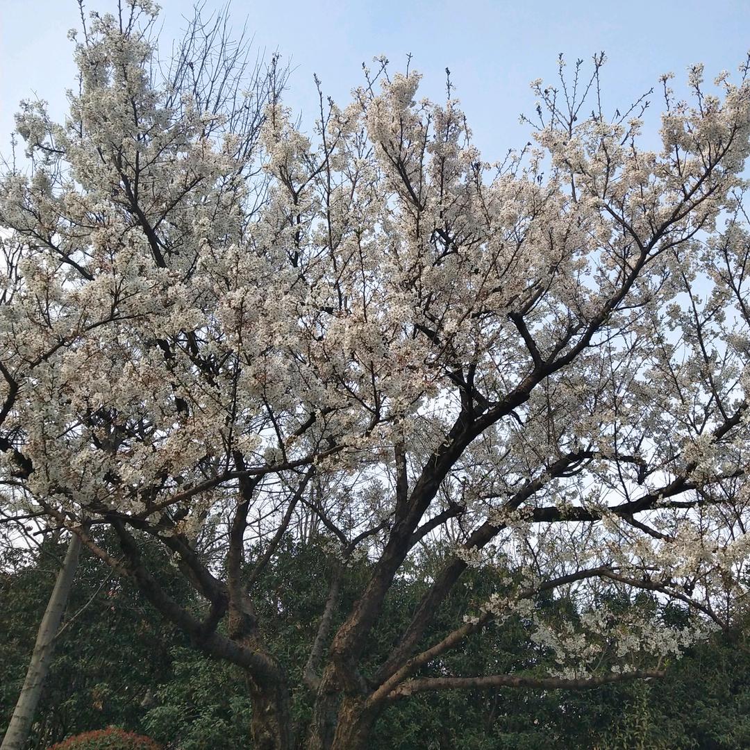 翰林院